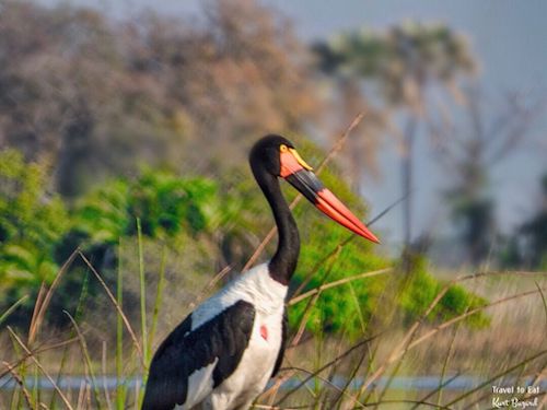 Female Saddle-billed Stork (Ephippiorhynchus senegalensis)