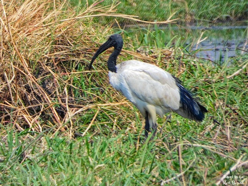 African Sacred Ibis (Threskiornis aethiopicus)