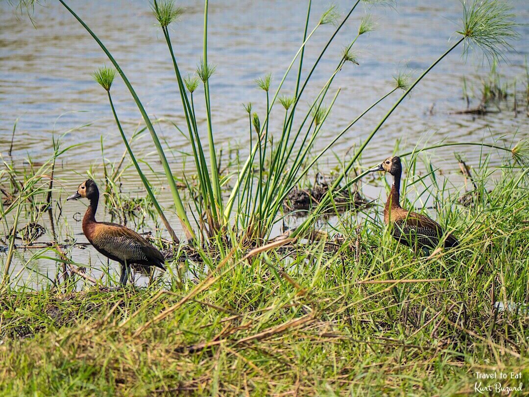 White-Faced Whistling Duck (Dendrocygna viduata)
