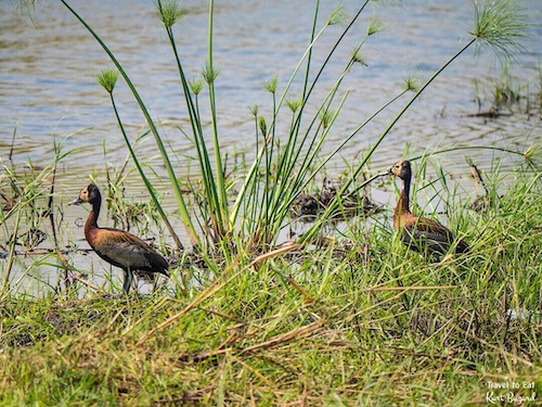 White-Faced Whistling Duck (Dendrocygna viduata)