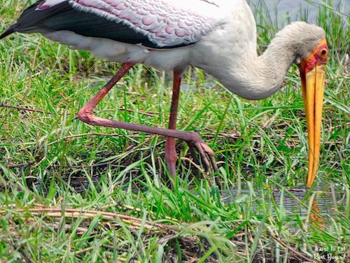 Yellow-Billed Stork (Mycteria ibis) On One Leg Feeding