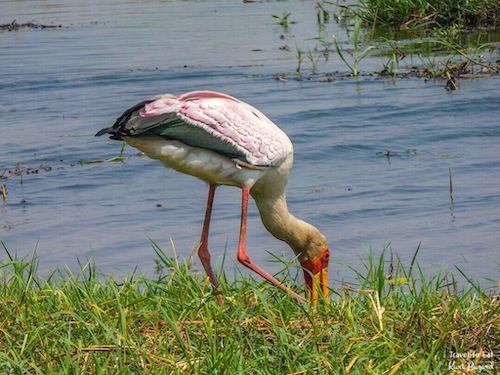 Yellow-Billed Stork (Mycteria ibis)