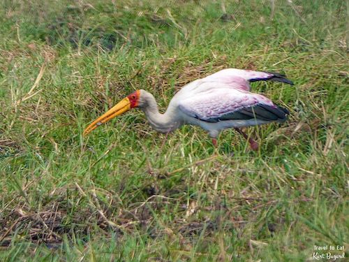 Yellow-Billed Stork (Mycteria ibis) with a Snack