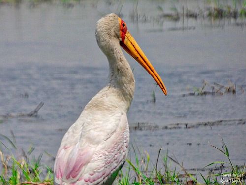 Yellow-Billed Stork (Mycteria ibis)