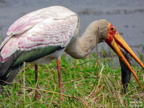 Yellow-Billed Stork (Mycteria ibis) With Fish