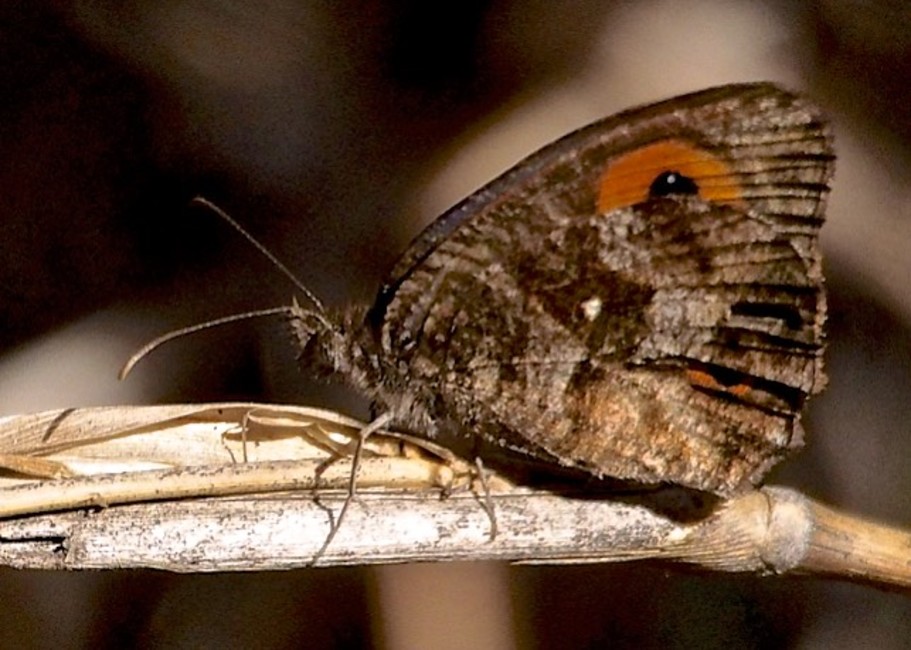 Strabena tamatavae (Zombitse reserve, Madagascar 26 May 2014 ) from Pam’s Butterflies