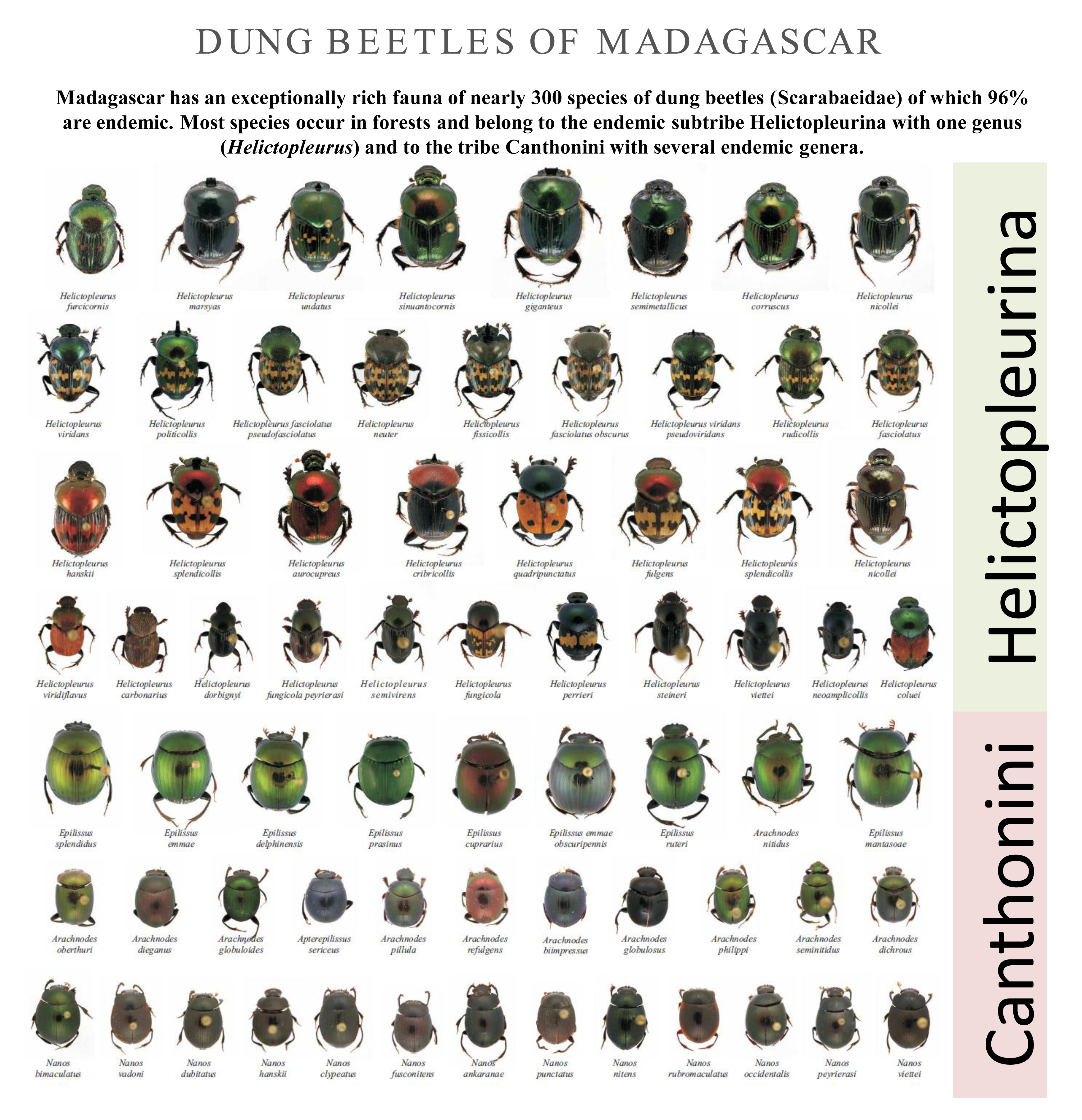 Origin and Diversification of Dung Beetles in Madagascarby Andreia Miraldo *, Helena Wirta and Ilkka Hanski