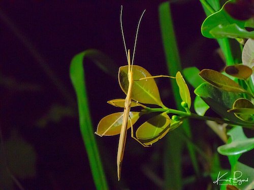 Pink Wing Stick Insect (Sipyloidea sipylus)