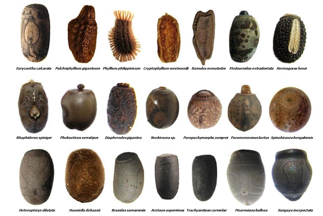 Examples of the diversity of modern day stick insect eggs. Some variant of these eggs made the long voyage from Australasia to the Mascarenes 20 million years ago. Drägüs, Creative Commons