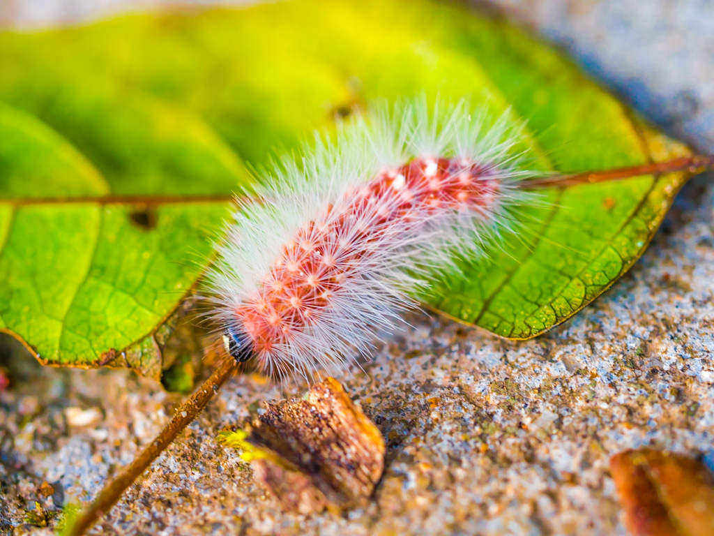 Hairy White and Pink Caterpillar in Ranomafana National Park, Madagascar