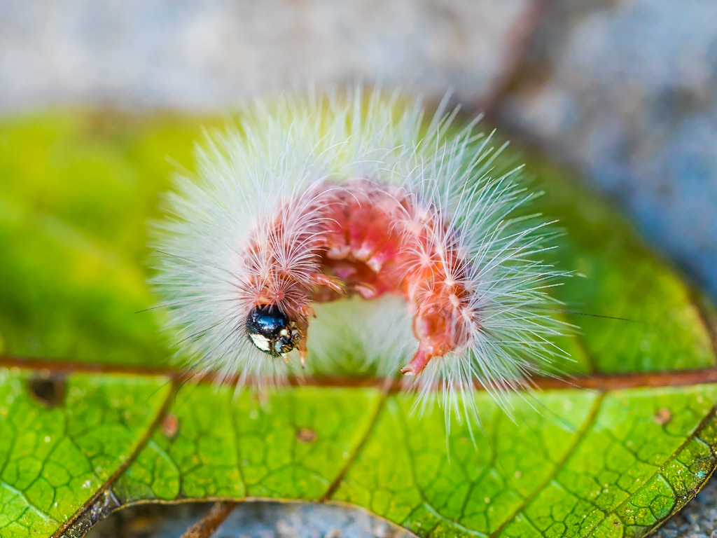 Hairy White and Pink Caterpillar in Ranomafana National Park, Madagascar