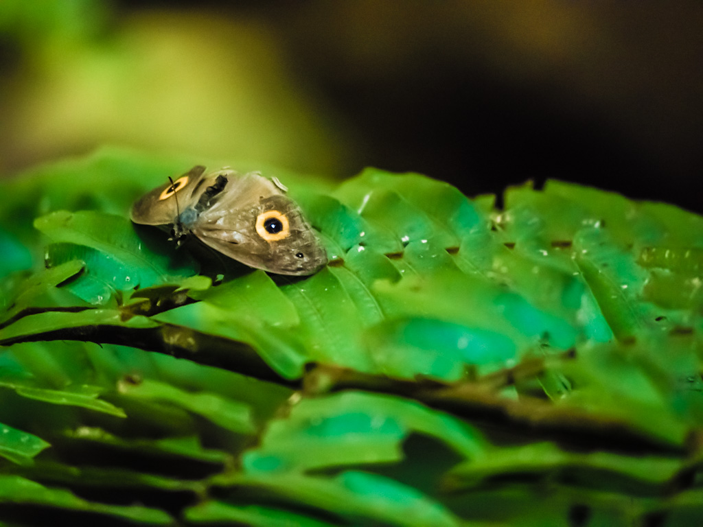 Madagascar Satyr (Heteropsis turbans)