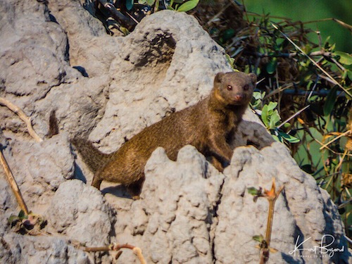 Common Dwarf Mongoose (Helogale parvula)