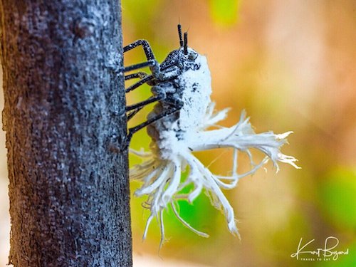 Flatid Leaf Bug Nymphs (Phromnia rosea)