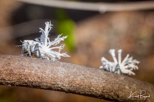 Flatid Leaf Bug Nymphs (Phromnia rosea)