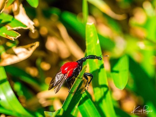 Giraffe Weevil (Trachelophorus giraffa)