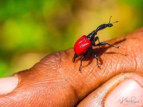 Giraffe Weevil (Trachelophorus giraffa)