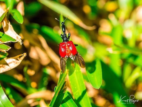 Giraffe Weevil (Trachelophorus giraffa)