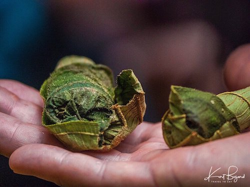 Giraffe Weevil Egg Pouches