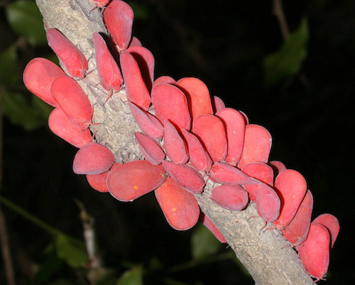 Flatid Leaf Bugs (Phromnia rosea). Wikipedia 