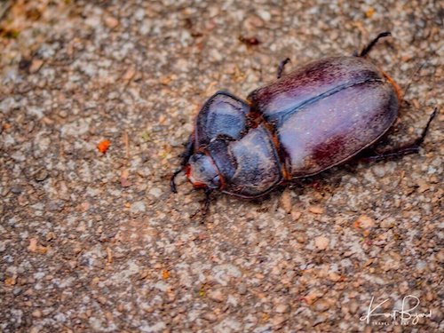 Giant Dung Beetle or Scarab (Helicopris bucephalus)