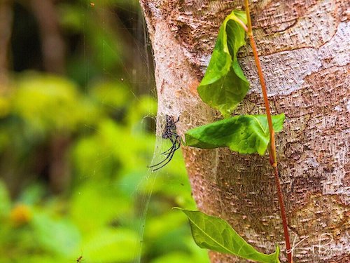 Madagascar Golden Silk Orb Weaver Spider (Nephila madagascaren) with Web