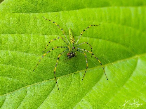 Malagasy Green Lynx Spider (Peucetia madagascariensis) Eating a Fly