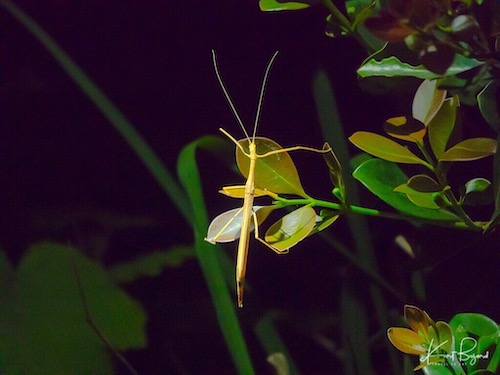 Pink Wing Stick Insect (Sipyloidea sipylus)