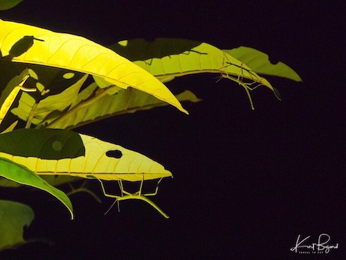 Pink Wing Stick Insect (Sipyloidea sipylus) Nymphs