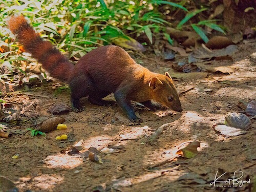 Ring-Tailed Mongoose (Galidia elegans)