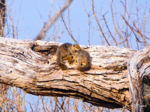 Smith’s Bush Squirrel (Paraxerus cepapi)