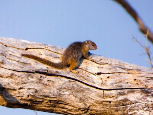 Smith’s Bush Squirrel (Paraxerus cepapi)