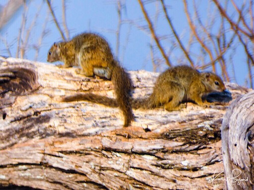 Smith’s Bush Squirrel (Paraxerus cepapi)