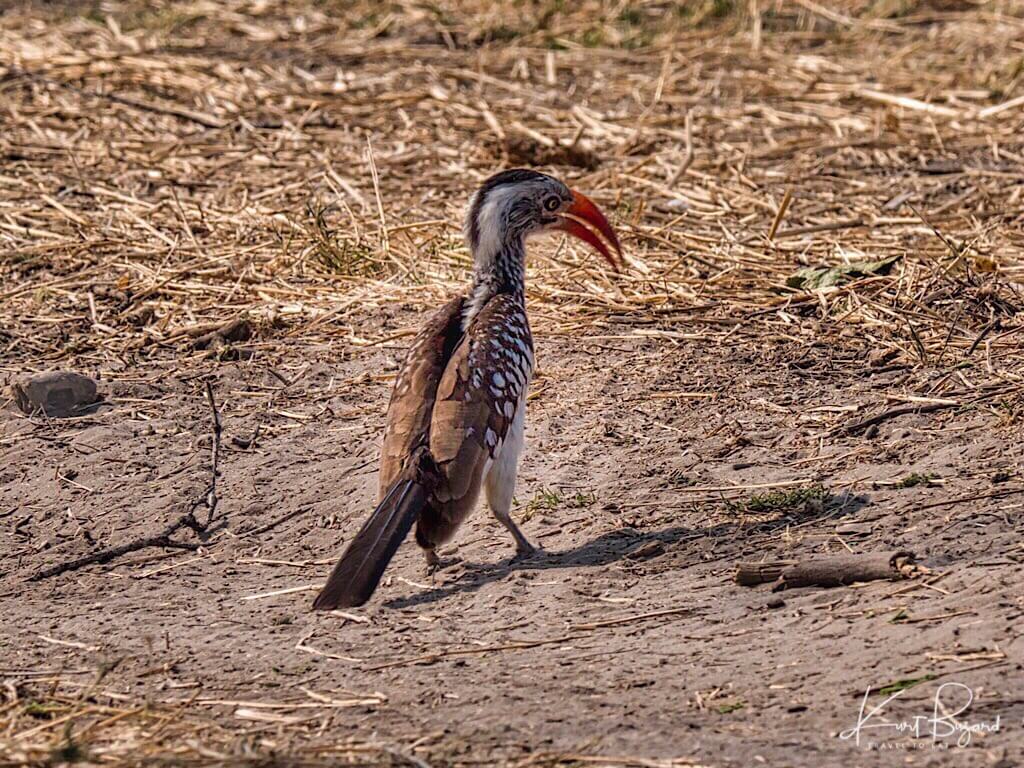 Southern Red-Billed Hornbill (Tockus rufirostris)