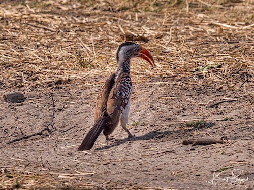 Southern Red-Billed Hornbill (Tockus rufirostris)