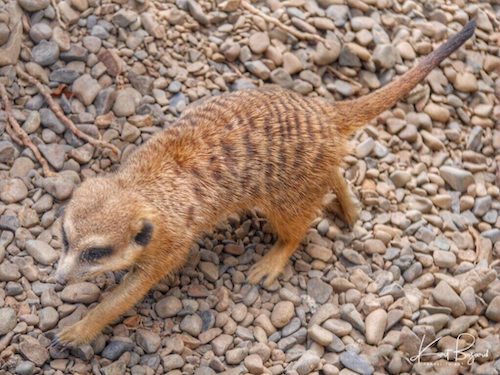 Meerkat or Suricate (Suricata suricatta)