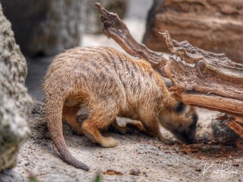 Meerkat or Suricate (Suricata suricatta)