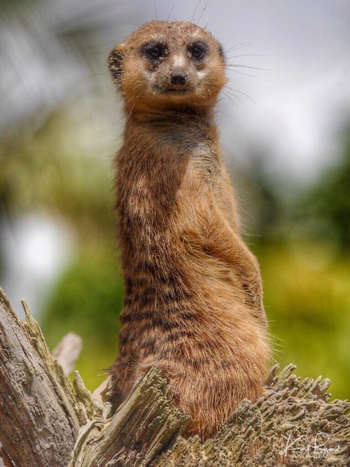 Meerkat or Suricate (Suricata suricatta)