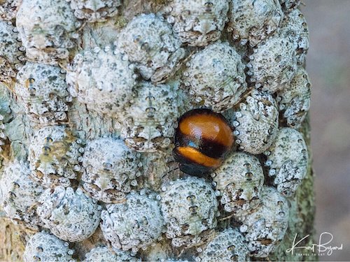 Immature Madagascar Lady Beetles Covered With Aphids