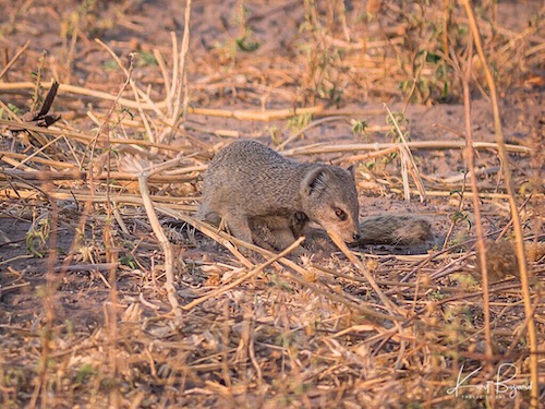 Yellow Mongoose (Cynictis penicillata)