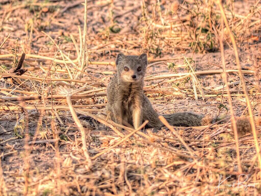 Yellow Mongoose (Cynictis penicillata)