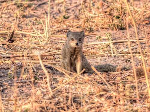 Yellow Mongoose (Cynictis penicillata)