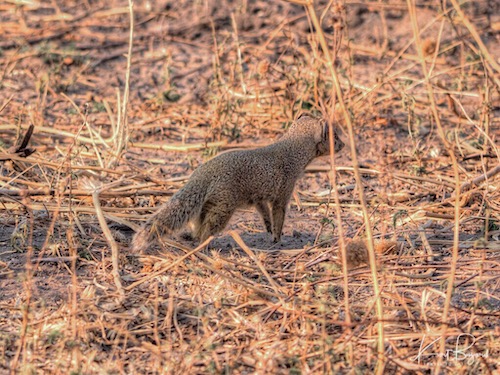 Yellow Mongoose (Cynictis penicillata)