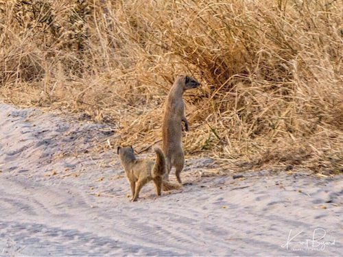 Yellow Mongoose (Cynictis penicillata)