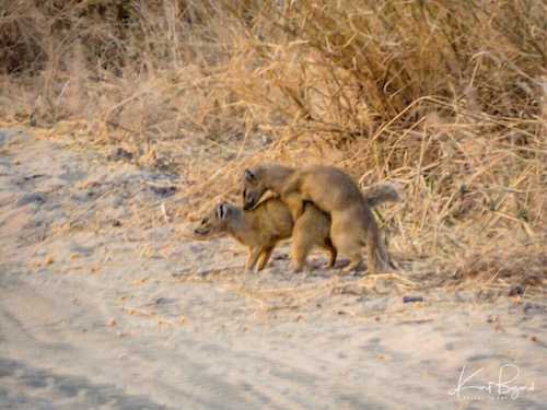 Yellow Mongoose (Cynictis penicillata)