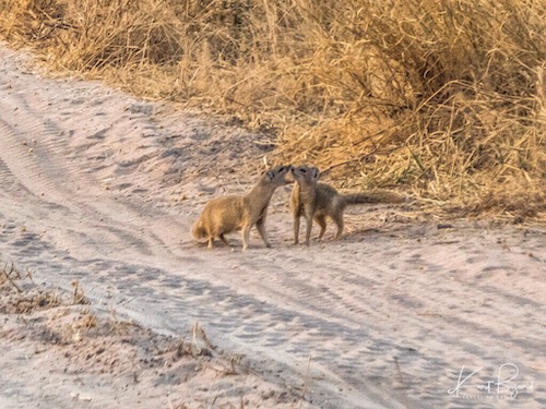 Yellow Mongoose (Cynictis penicillata)