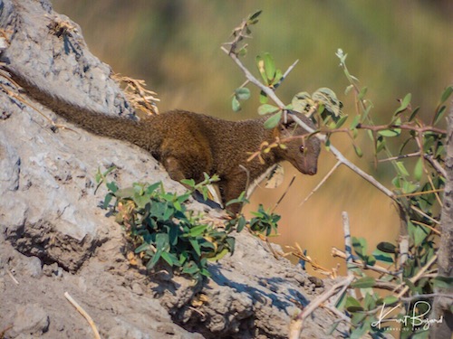 Common Dwarf Mongoose (Helogale parvula)