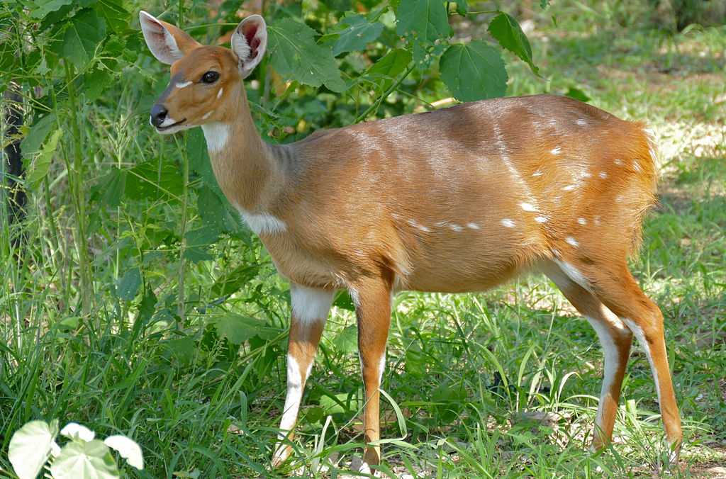 Harnessed Bushbuck or Kéwel (Tragelaphus scriptus) Bernard Dupont in Letaba Camp, Kruger. Wikipedia