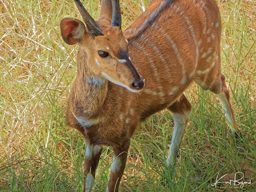 Cape Bushbuck or Imbabala (Tragelaphus sylvaticus)