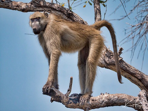 Baboons and Monkeys in Botswana - Travel To Eat